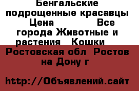 Бенгальские подрощенные красавцы. › Цена ­ 20 000 - Все города Животные и растения » Кошки   . Ростовская обл.,Ростов-на-Дону г.